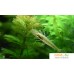 Искусственное растение Tetra DecoArt Plant Green Cabomba (L). Фото №3